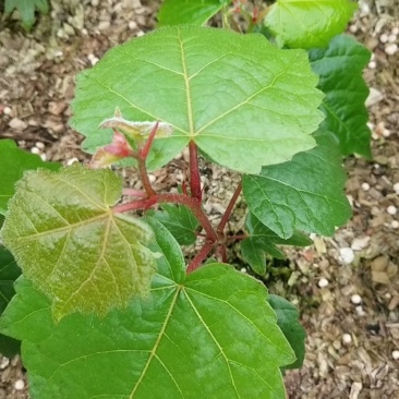 出售紫椴苗，小叶椴，椴树苗，糠椴苗，辽宁椴树苗圃地直销！