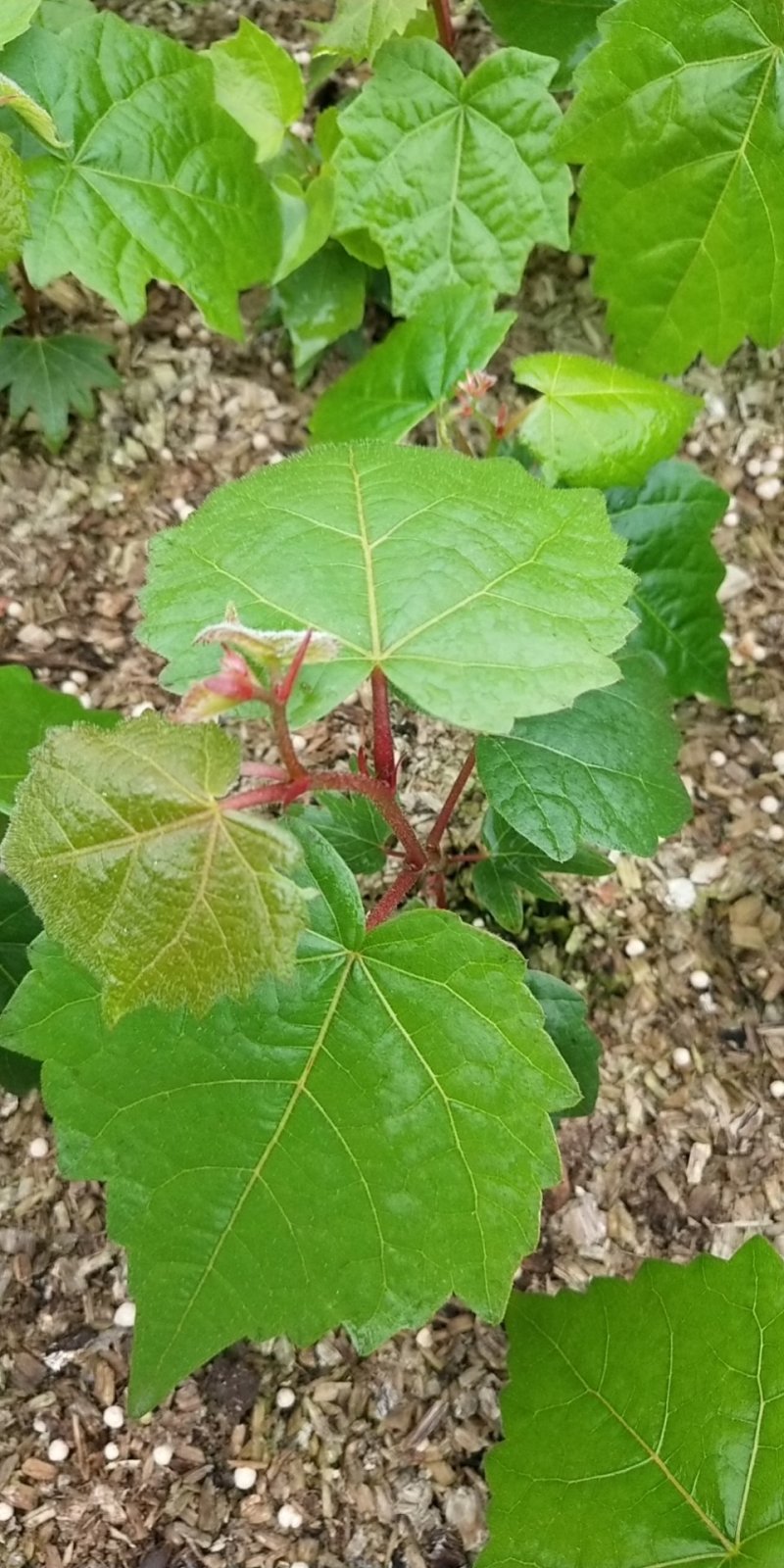 出售紫椴苗，小叶椴，椴树苗，糠椴苗，辽宁椴树苗圃地直销！