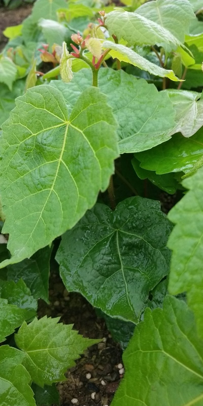 出售紫椴苗，小叶椴，椴树苗，糠椴苗，辽宁椴树苗圃地直销！