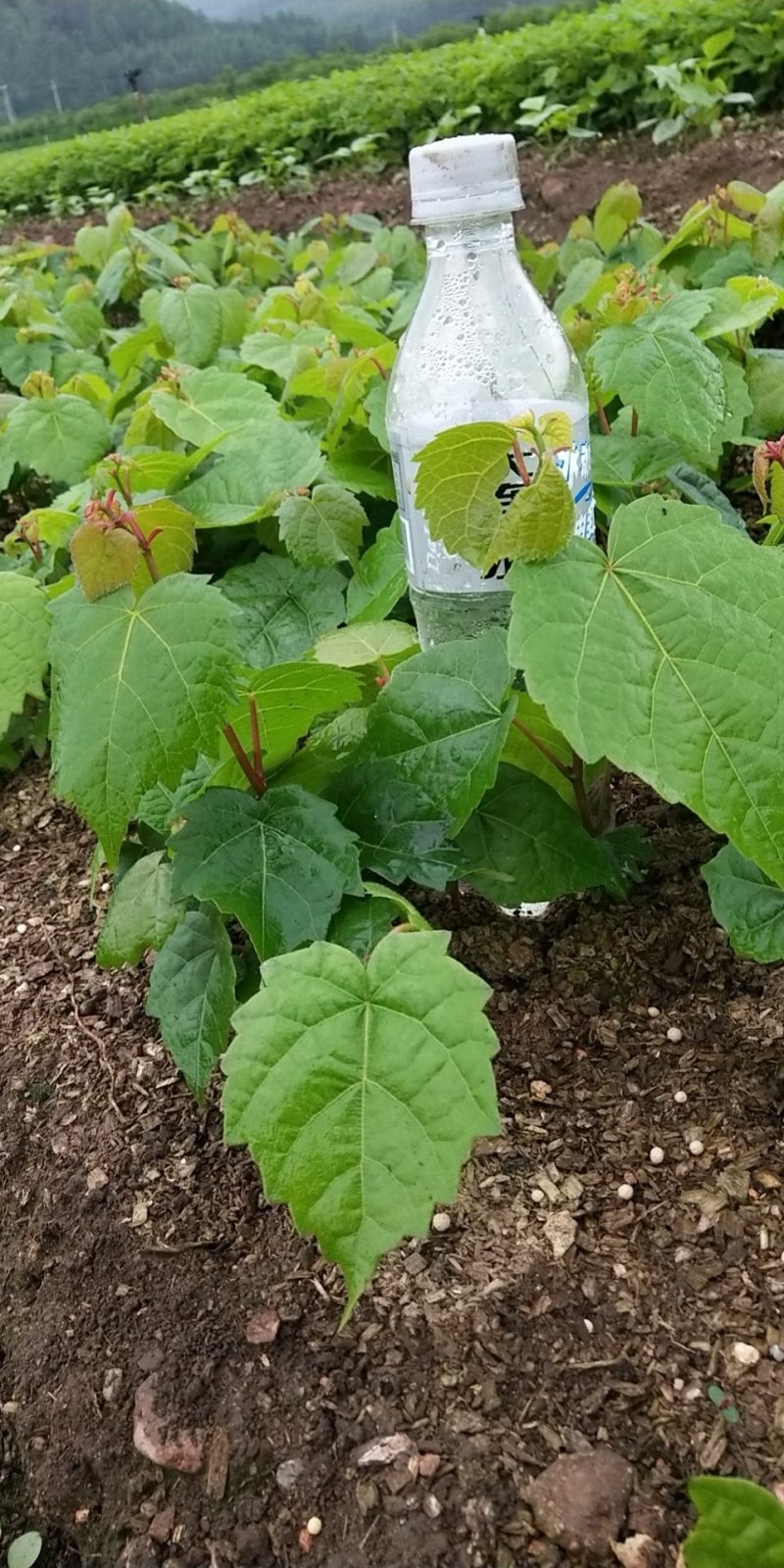 出售紫椴苗，小叶椴，椴树苗，糠椴苗，辽宁椴树苗圃地直销！