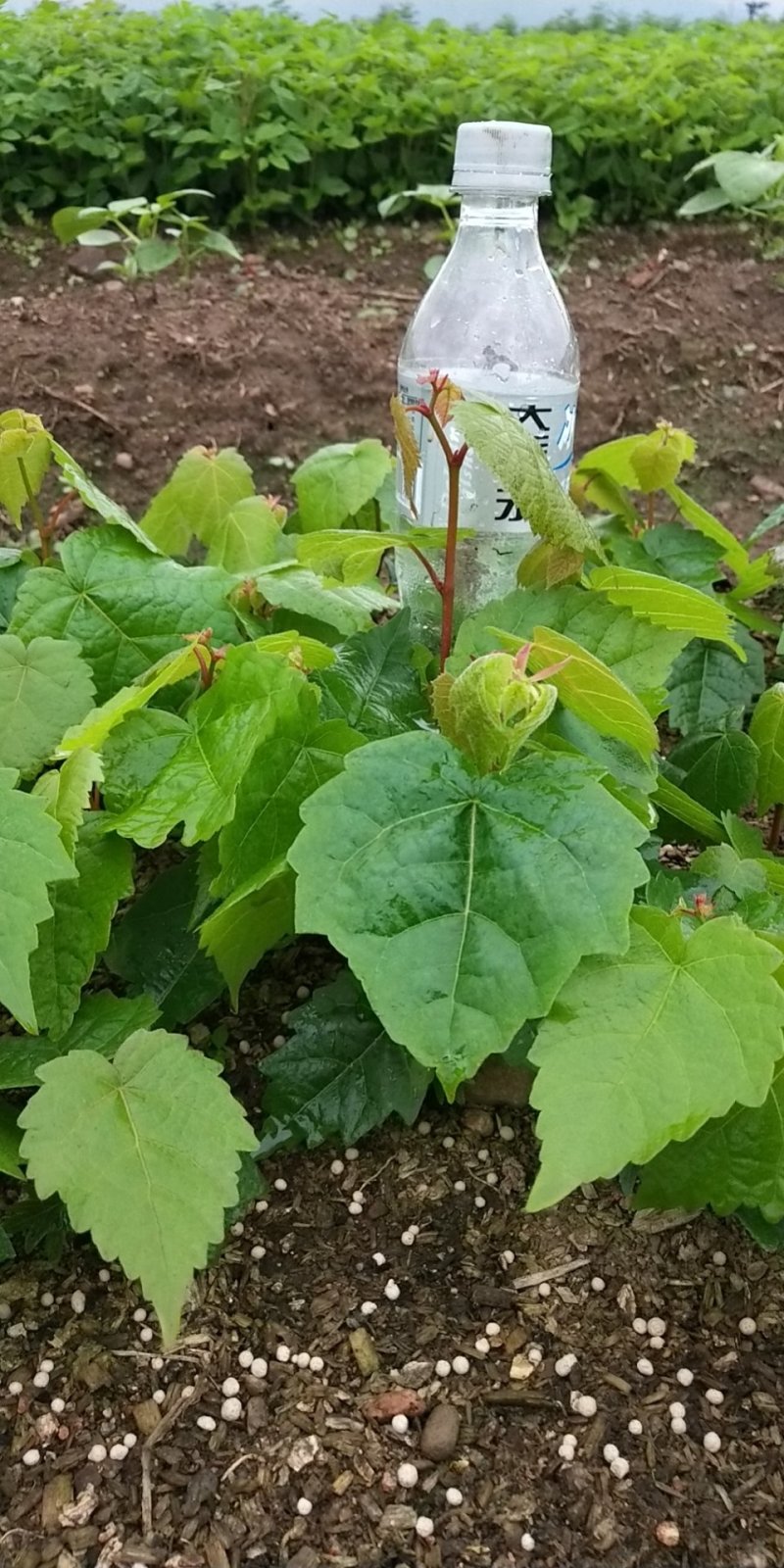 出售紫椴苗，小叶椴，椴树苗，糠椴苗，辽宁椴树苗圃地直销！