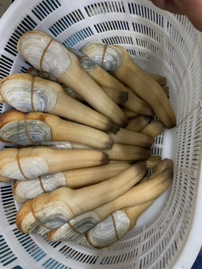 象拔蚌