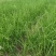 香根草香根草自产自销香根草价格香根草批发