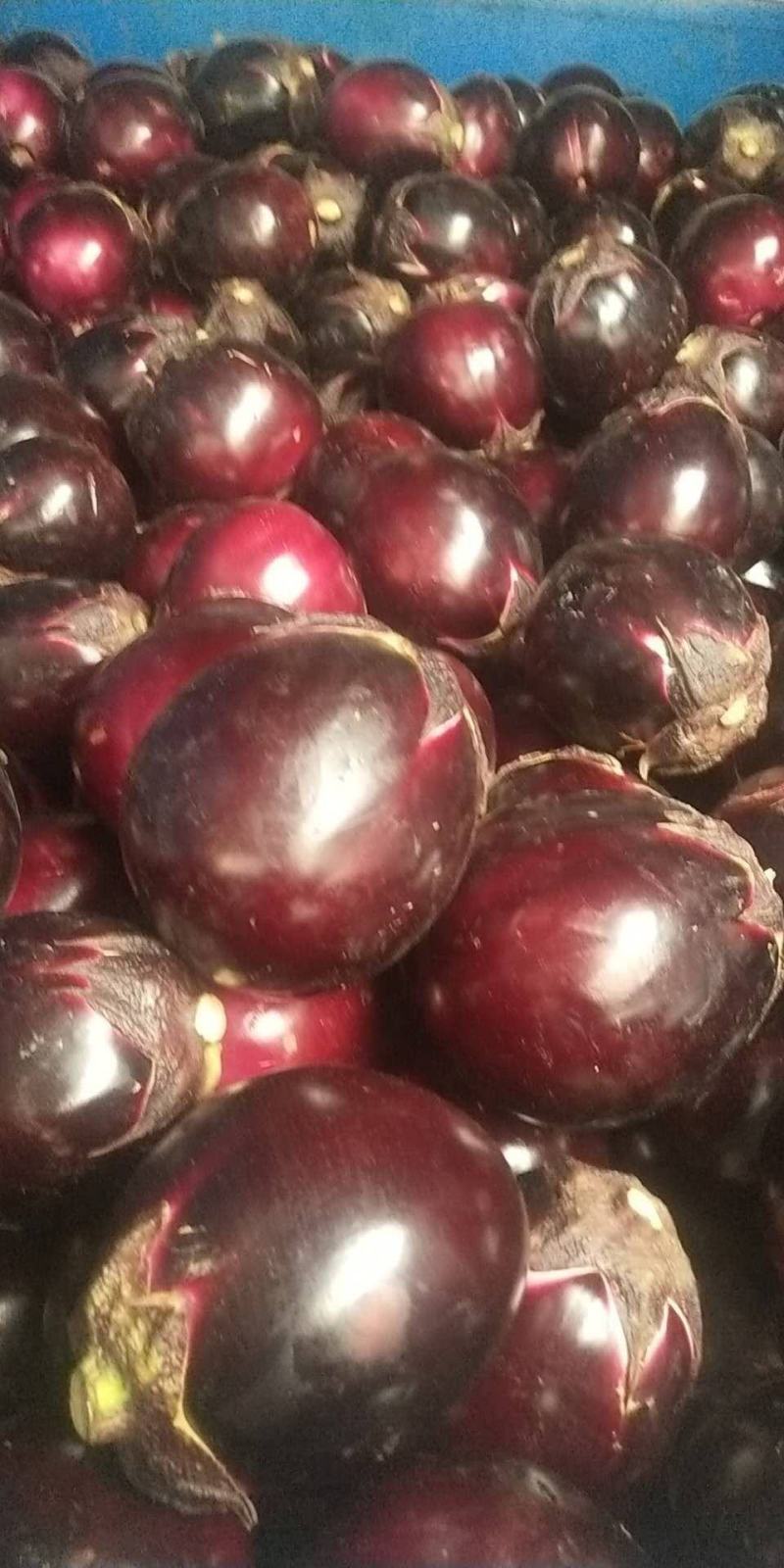 陕西精品茄子长茄子货源充足量大从优价格合理