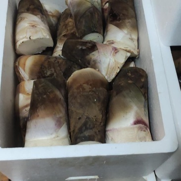 桂竹笋水果笋甜竹笋产地直销价格实惠质量保证品质好