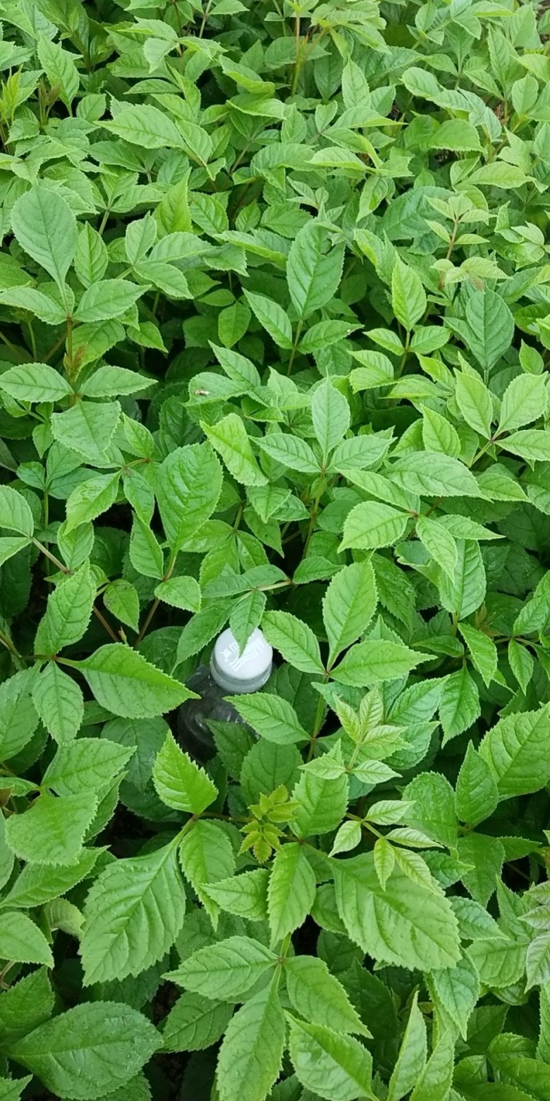 圃地直销水曲柳苗，水曲柳树苗，百万株待售，欢迎询价选购