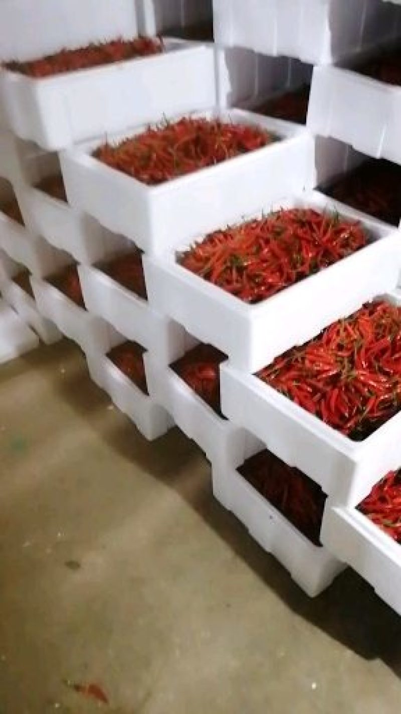 红米椒大量上市中，有精品中上货、中货