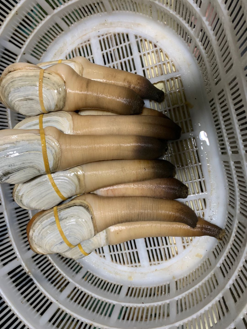 象拔蚌