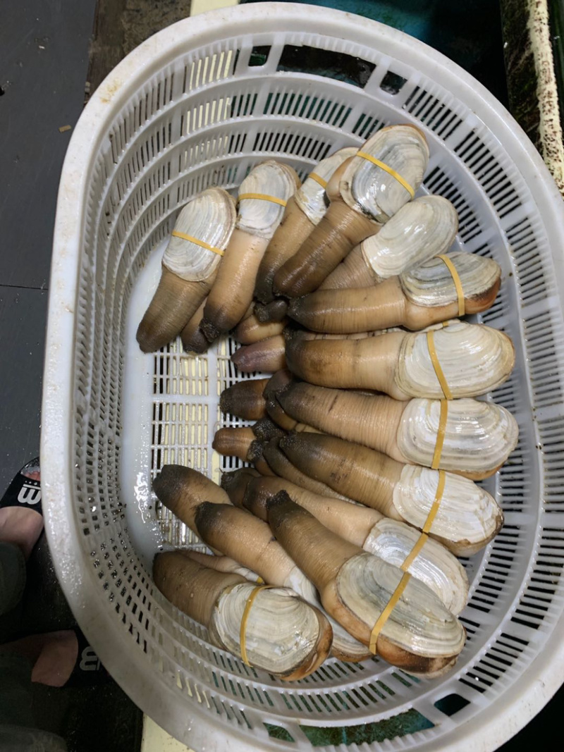 象拔蚌