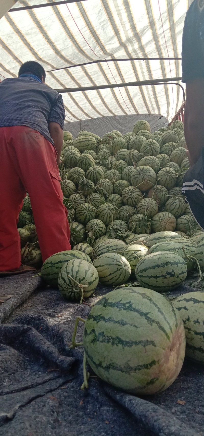 西瓜大批上市