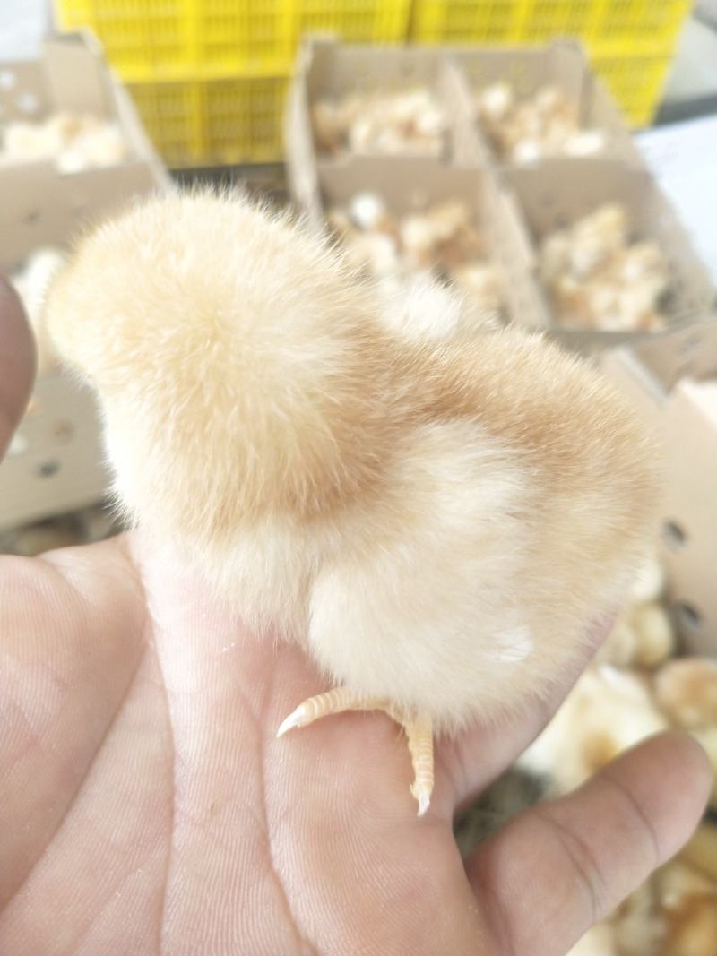 蛋鸡苗海兰褐蛋鸡苗产蛋率高诚信经营诚信发货