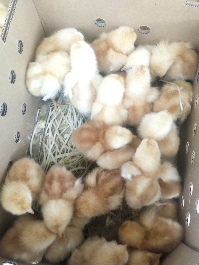 蛋鸡苗海兰褐蛋鸡苗产蛋率高诚信经营诚信发货