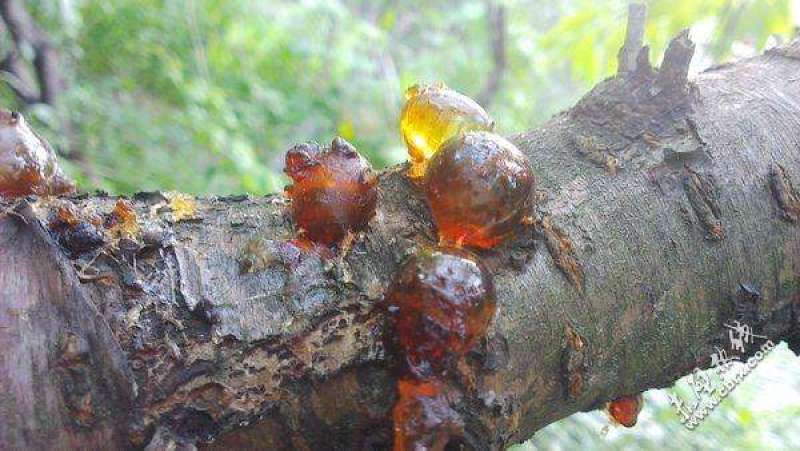 桃胶颗粒爆米花毛料平民燕窝