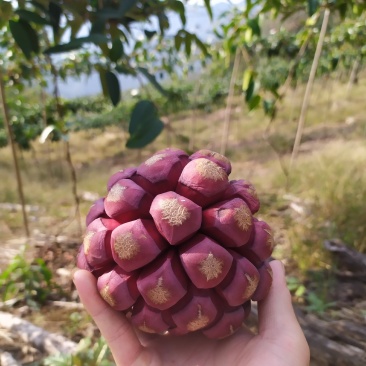 福娜果，黑老虎产地直发，包邮包坏