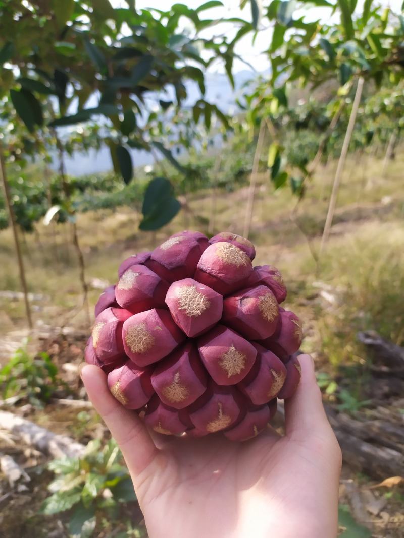 福娜果，黑老虎产地直发，包邮包坏