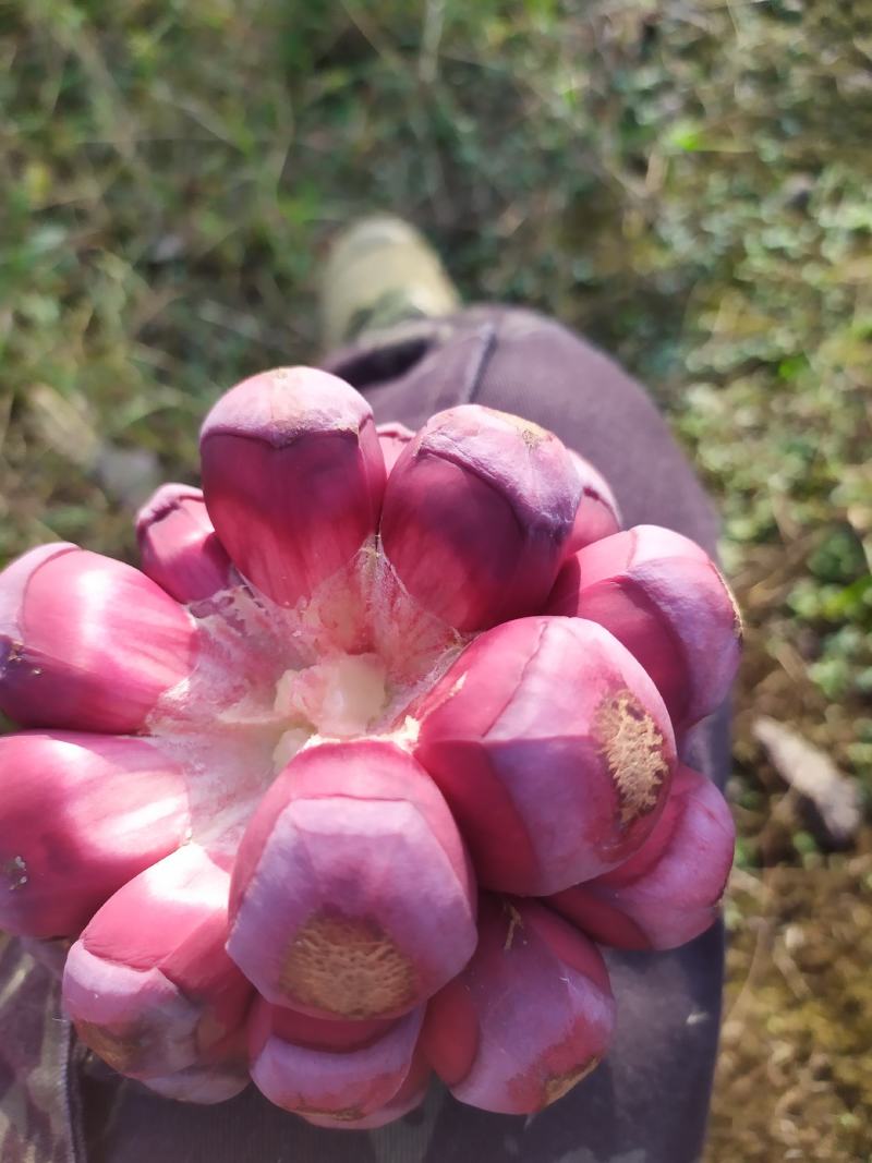福娜果，黑老虎产地直发，包邮包坏
