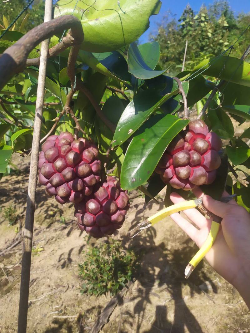 福娜果，黑老虎产地直发，包邮包坏