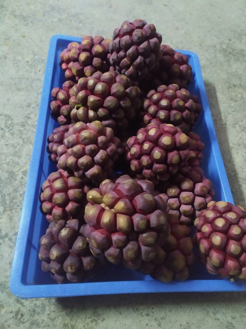 福娜果，黑老虎产地直发，包邮包坏