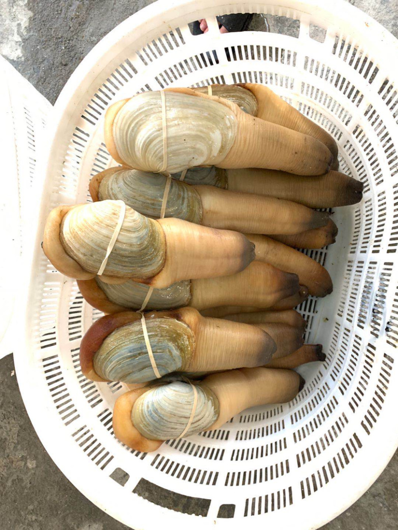 象拔蚌