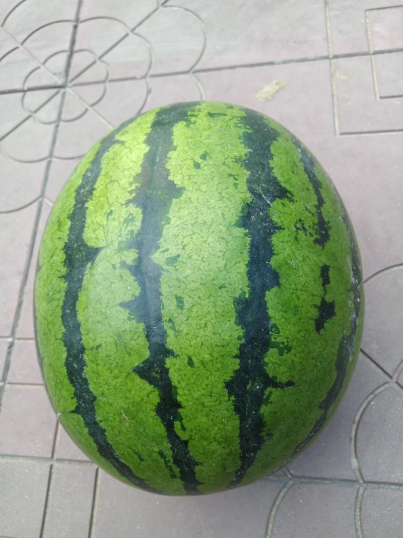 河北定州甜王西瓜大量上市