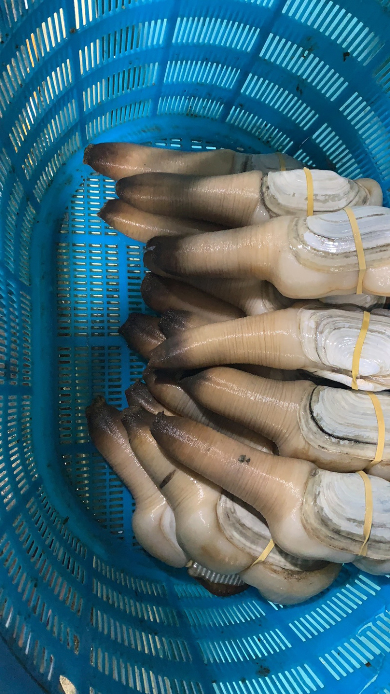 象拔蚌