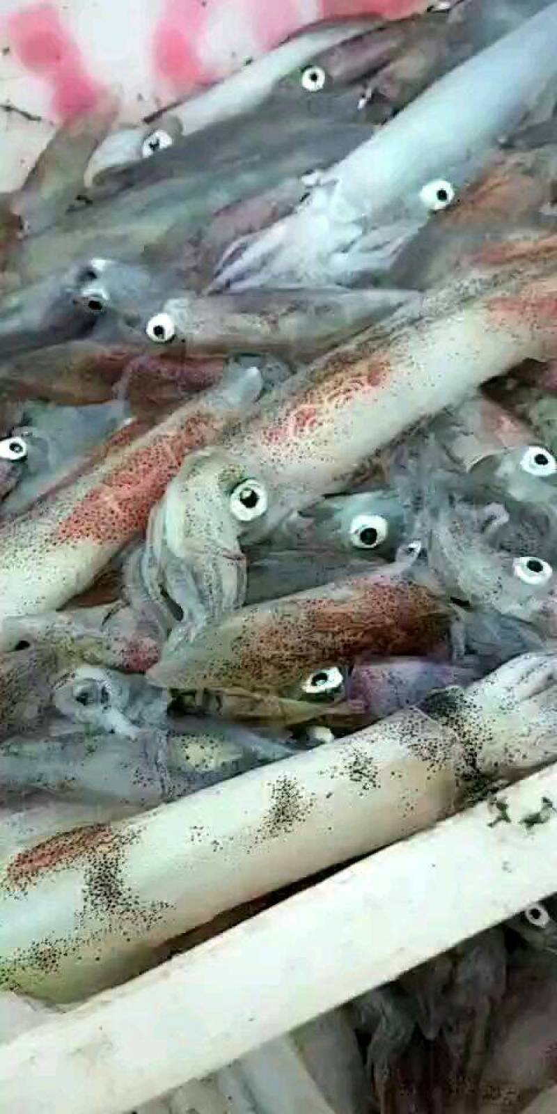 鱿鱼