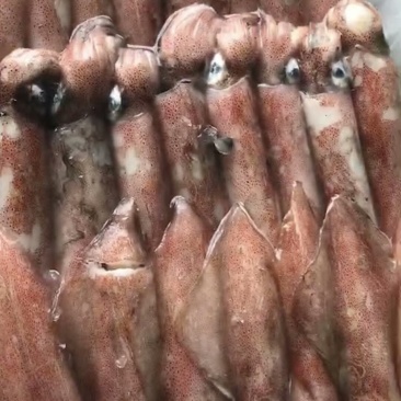 鱿鱼