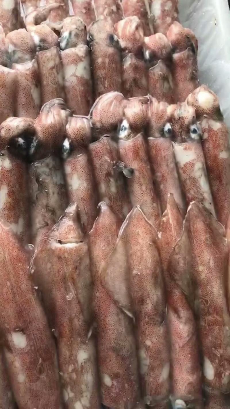 鱿鱼