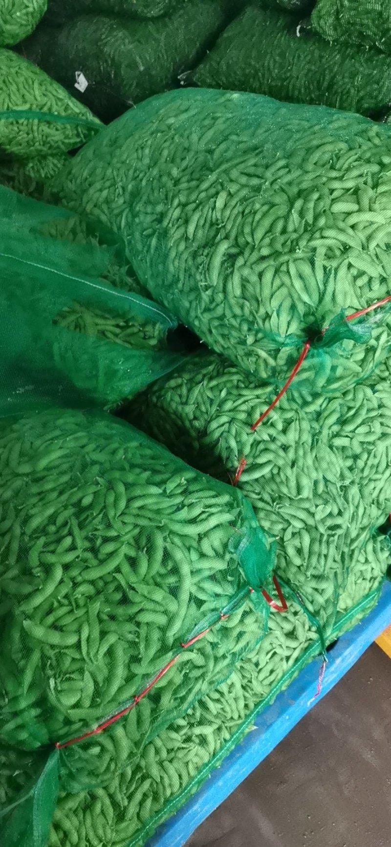 郯城大毛豆