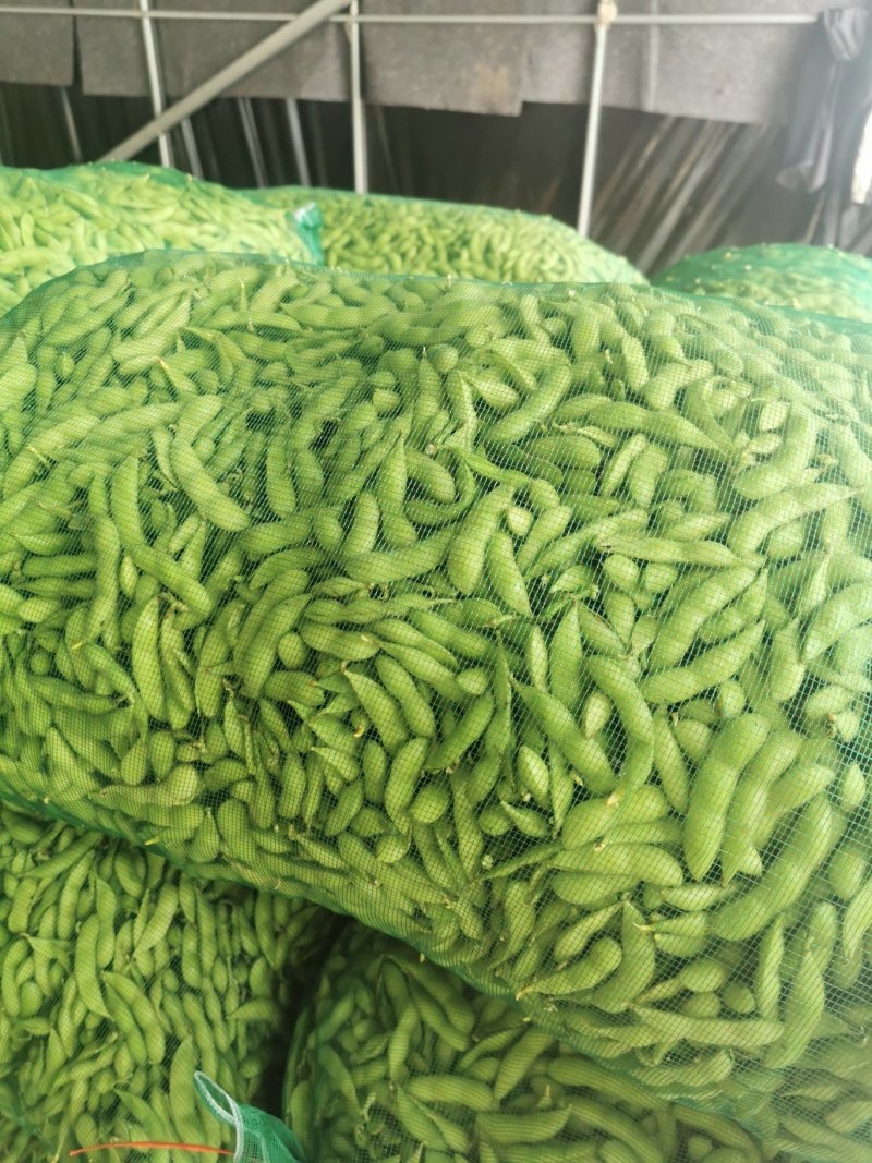 郯城大毛豆