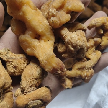多花姜行黄精选货个子