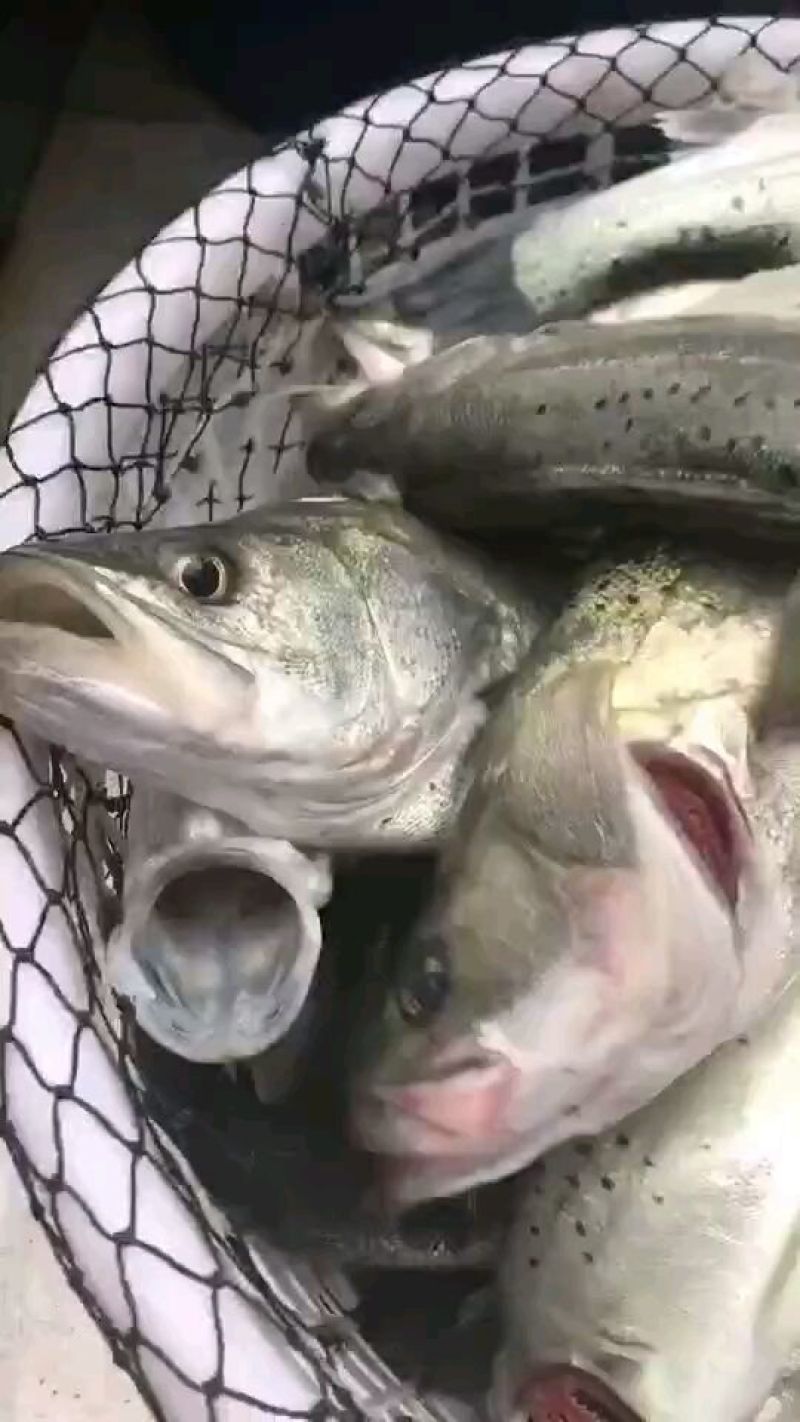 鲈鱼