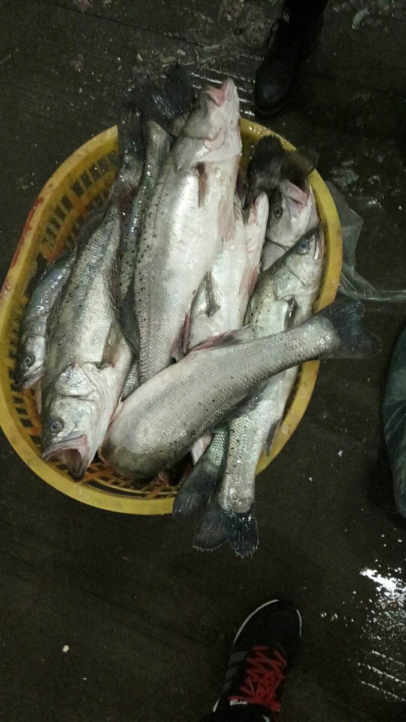 鲈鱼