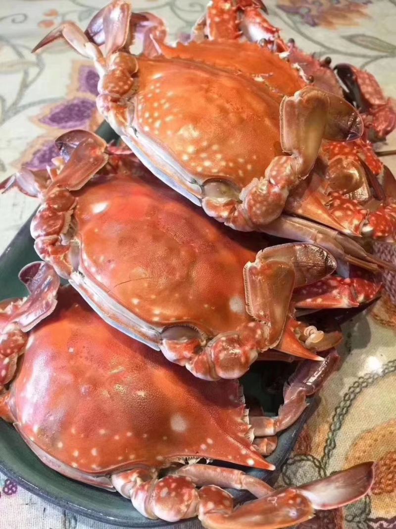 梭子蟹