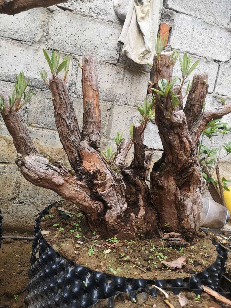 马樱花，精品，盆栽。