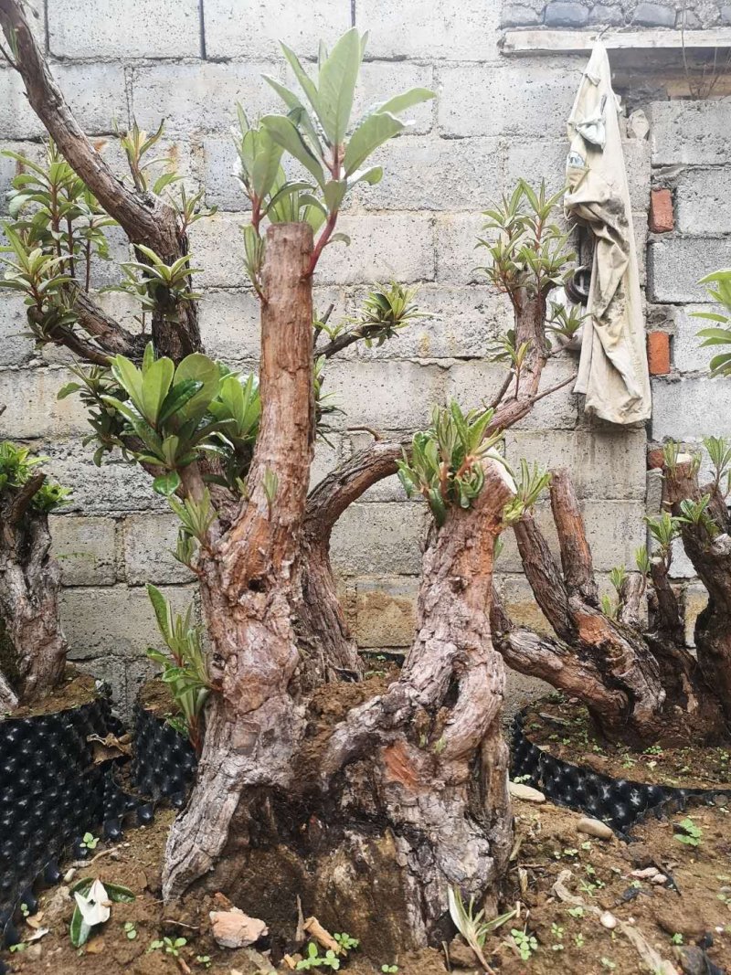马樱花，精品，盆栽。