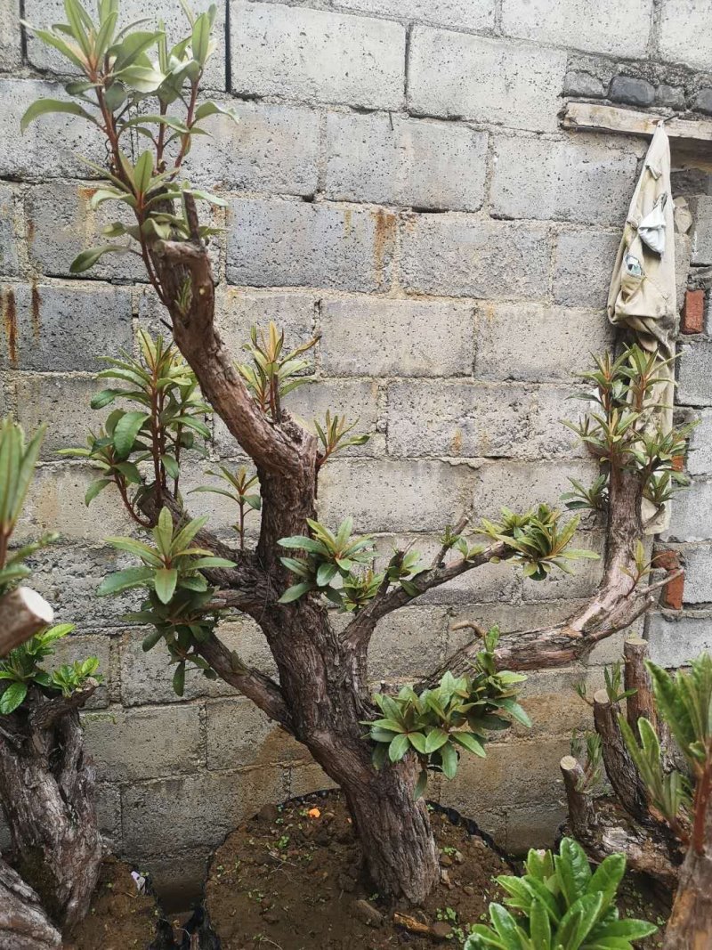 马樱花，精品，盆栽。