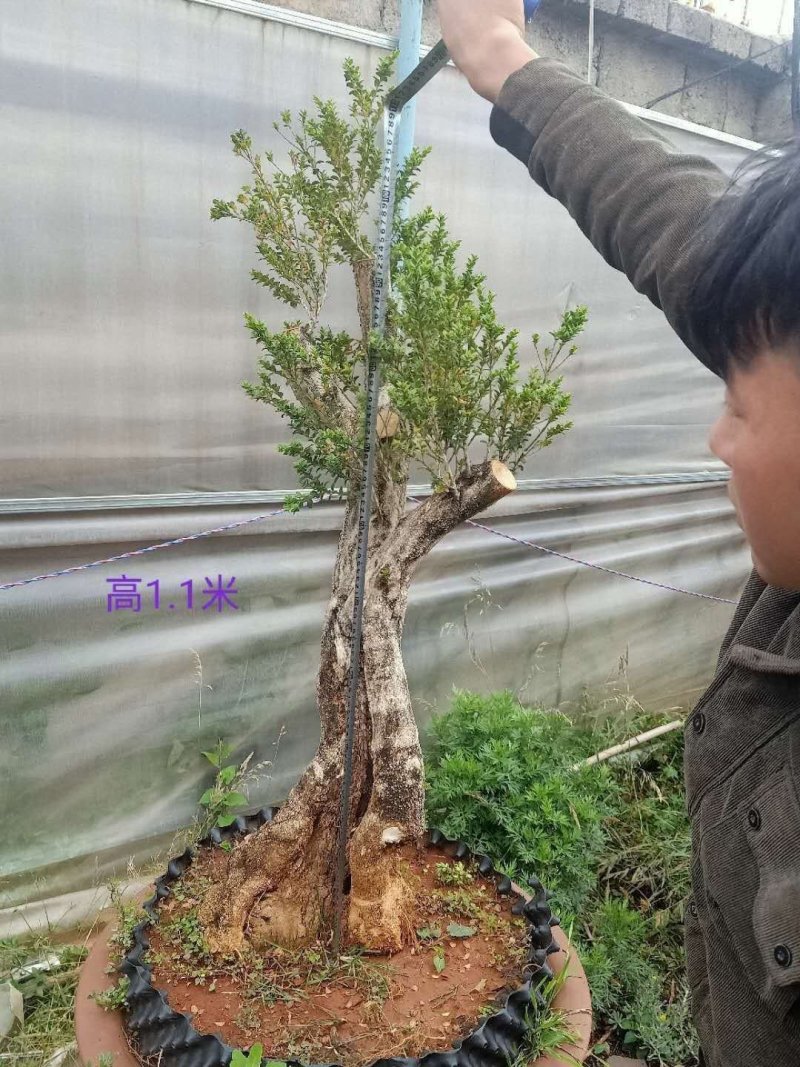 精品下山桩熟桩生桩都有