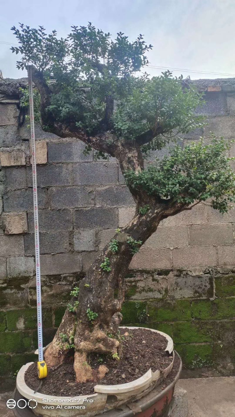 精品下山桩熟桩生桩都有