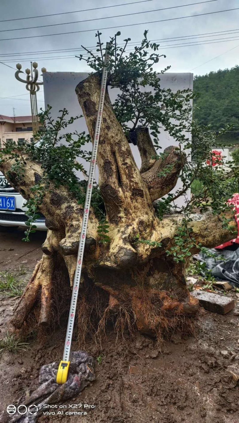 精品下山桩熟桩生桩都有