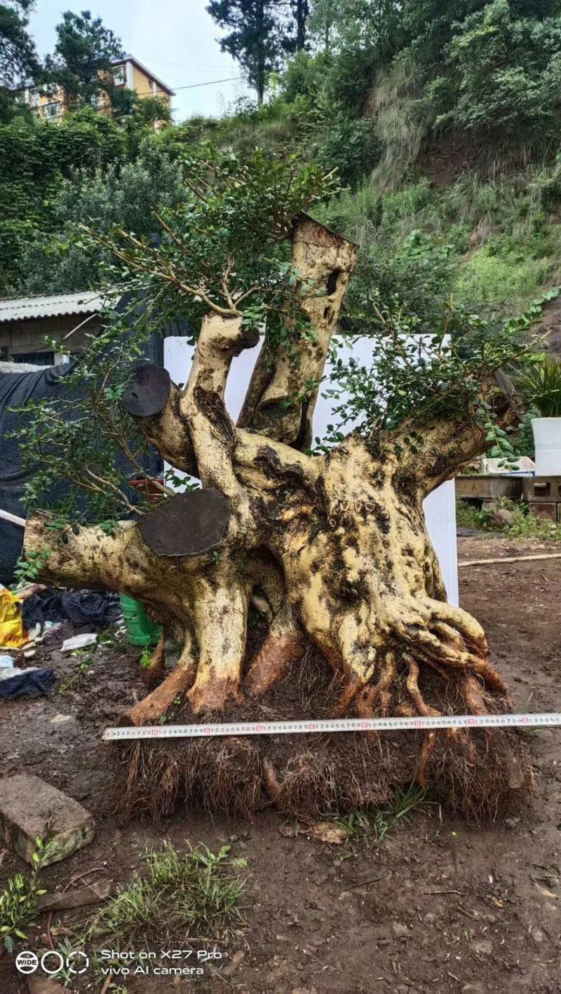 精品下山桩熟桩生桩都有