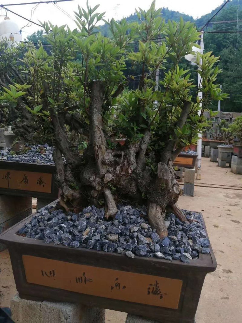 精品映山红丛林过桥都有