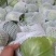 【甘蓝】河北圆包菜产地一手货源量大从优欢迎咨询