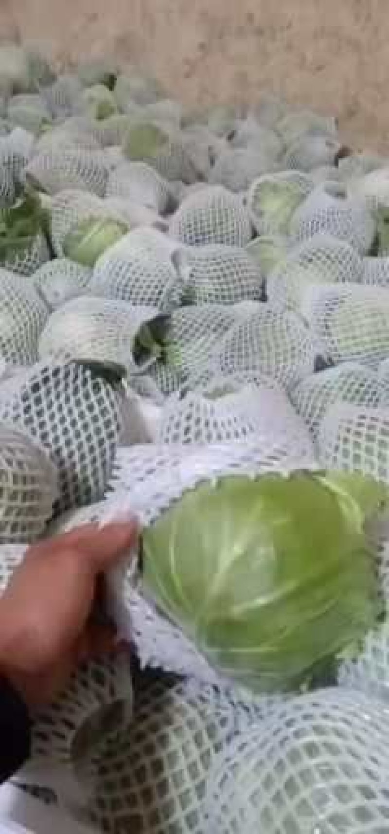 【甘蓝】河北圆包菜产地一手货源量大从优欢迎咨询