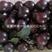 紫冠钙果苗，计划栽种联系，果子酸甜可口，单果重，31克