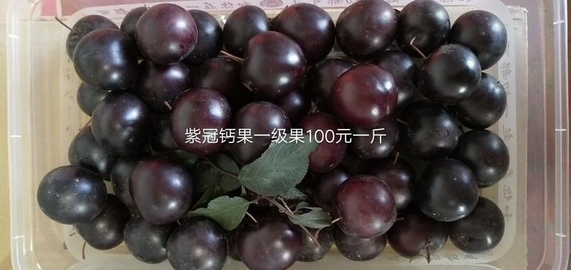 紫冠钙果苗，计划栽种联系，果子酸甜可口，单果重，31克