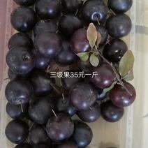 紫冠钙果苗，计划栽种，果子酸甜可口，单果重，31克