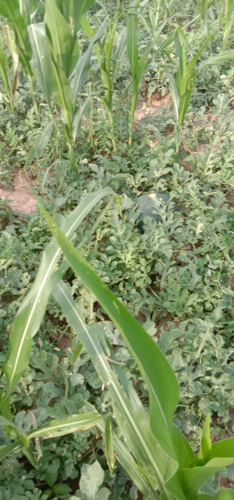 大黑皮熟了