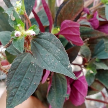 风柜斗草