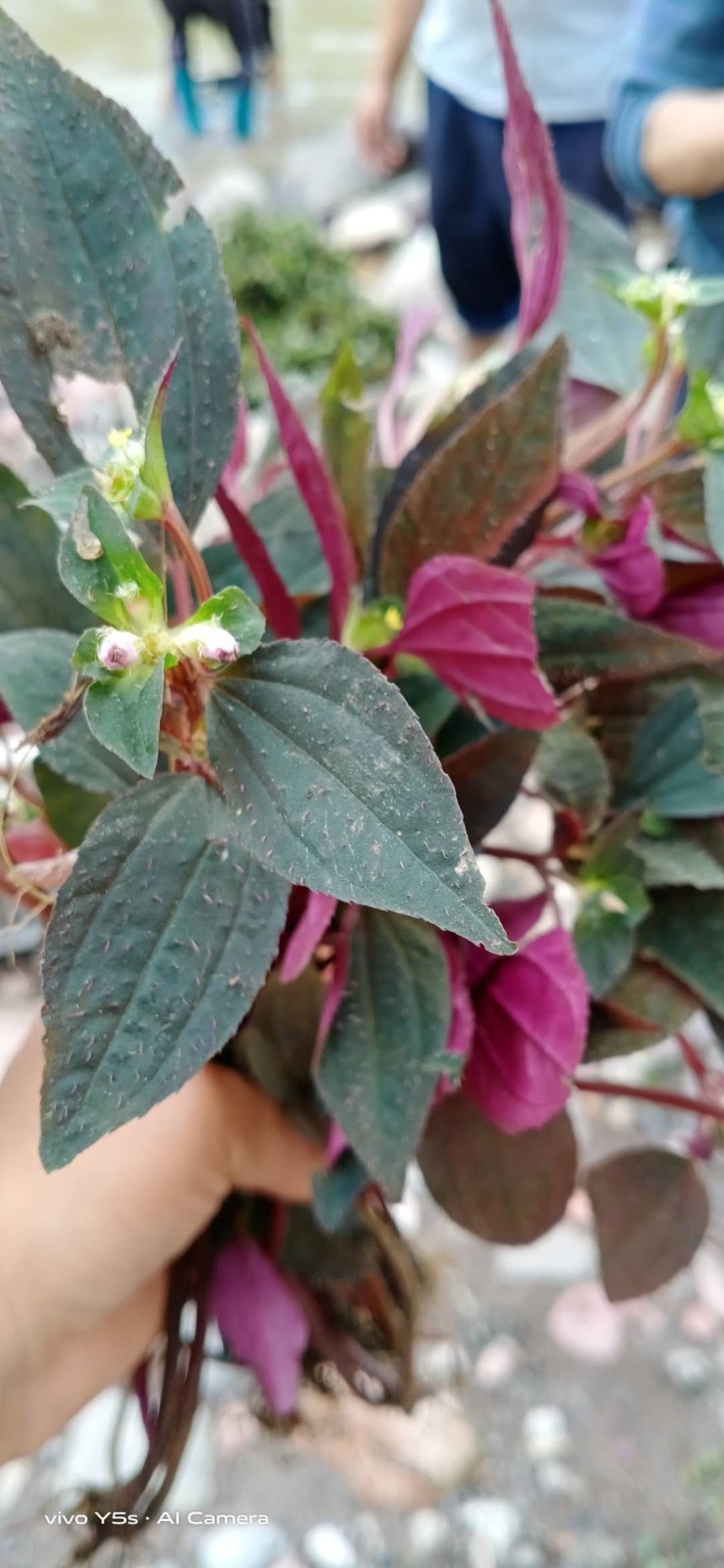 风柜斗草